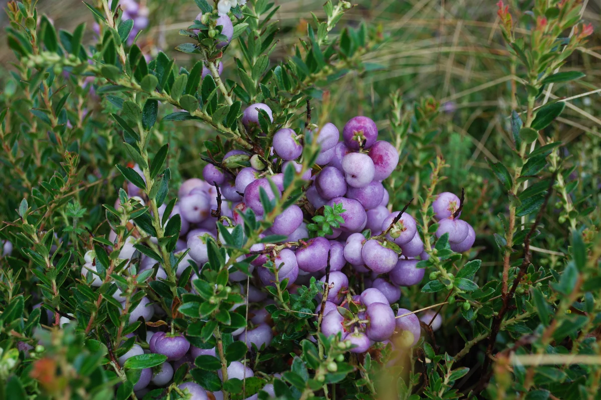 Ingredientes, biodiversidad y valorización